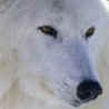 01Chien.jpg