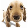 04Chien.jpg