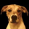 05Chien.jpg