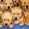 08Chien.jpg