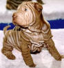 09Chien.jpg