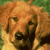 0DChien.gif