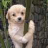 11Chien.jpg