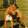 12Chien.jpg