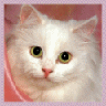 14Chat.gif