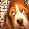 15Chien.jpg