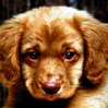 19Chien.gif