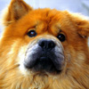 1FChien.jpg