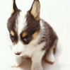 22Chien.jpg