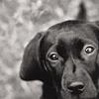 23Chien.jpg