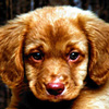 26Chien.jpg